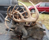 Three bucks 3